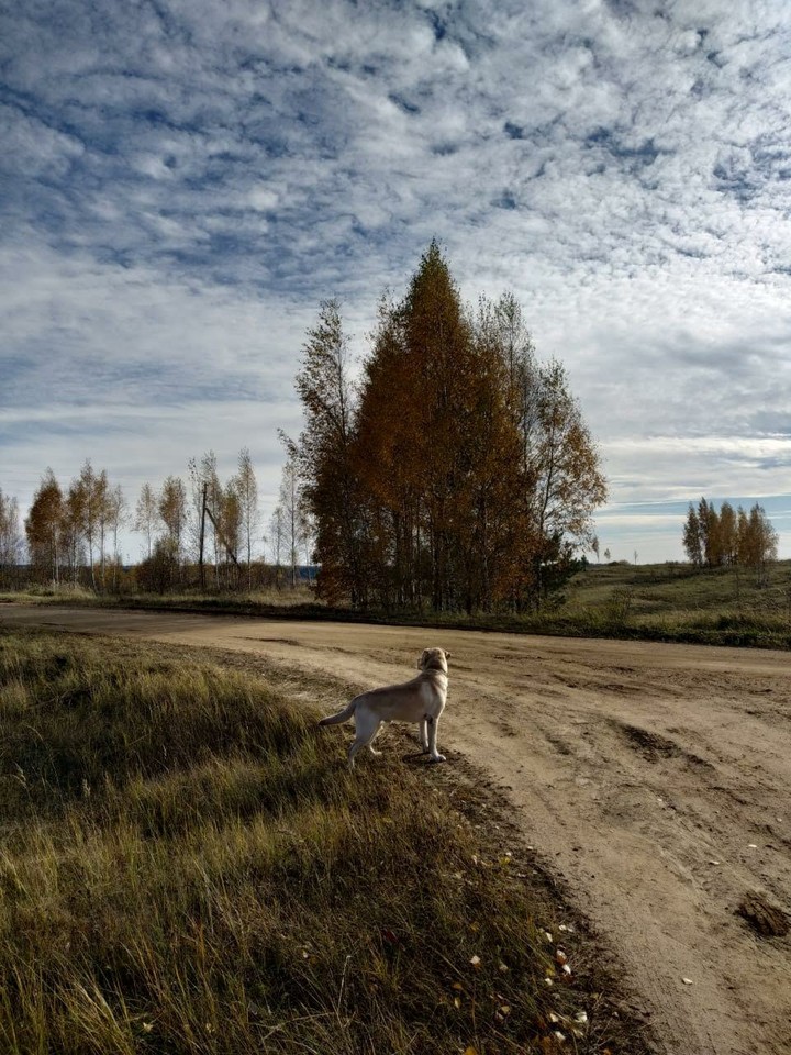 грей