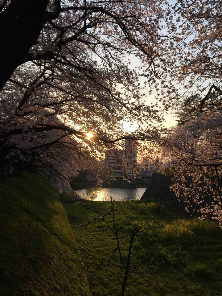 sakura