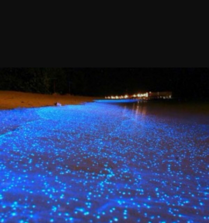 sea is the star