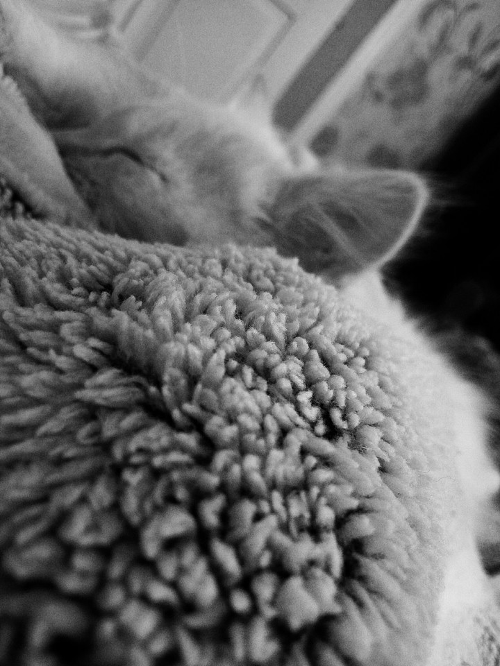 Котик