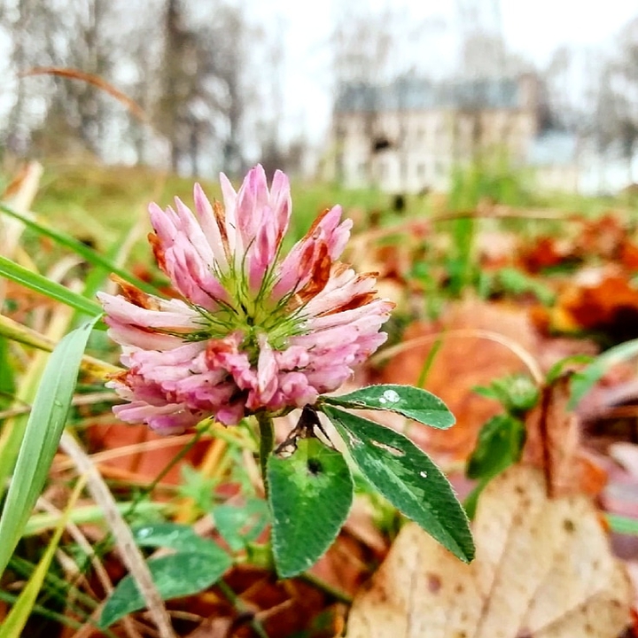 flower