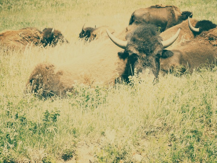 American Buffalo