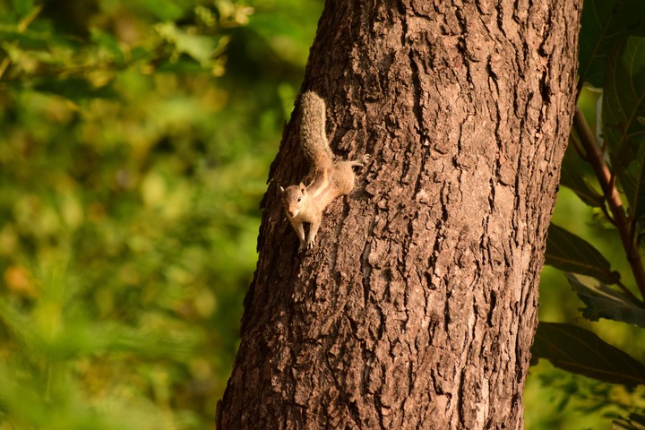 Staring Squirrel