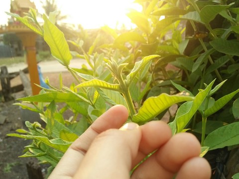 light of hope.