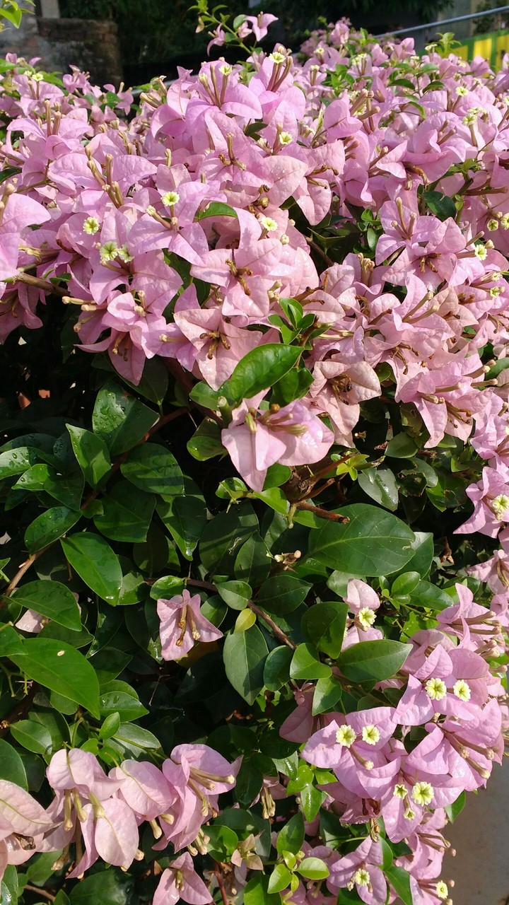 flowers