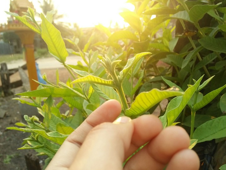 light of hope.