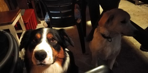 dogs ???
