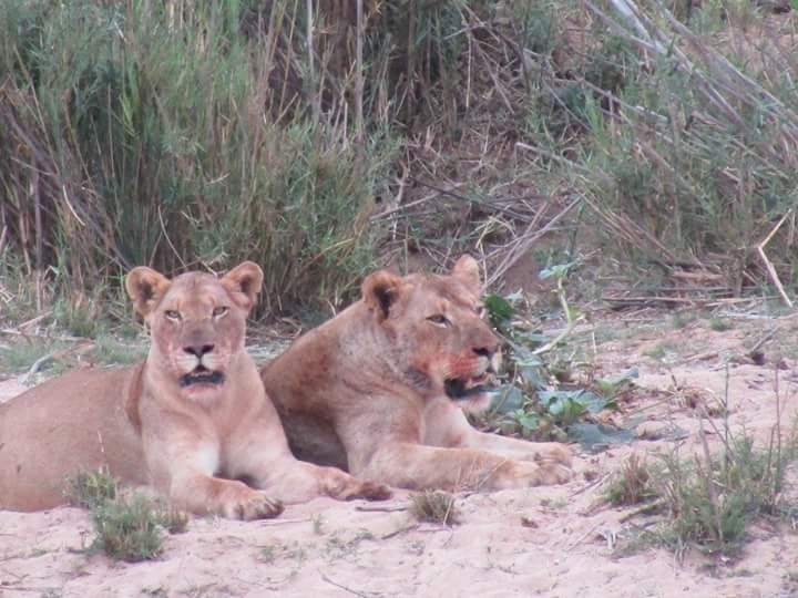 Lions