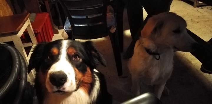 dogs ???