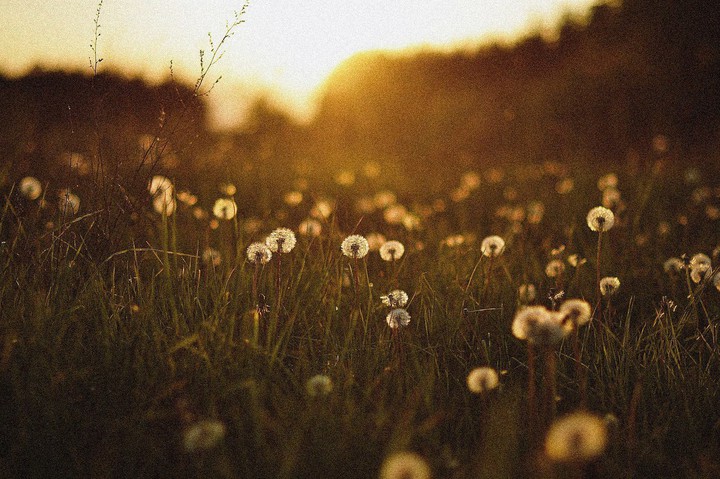 sunlight