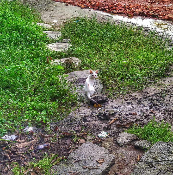 The curious cat