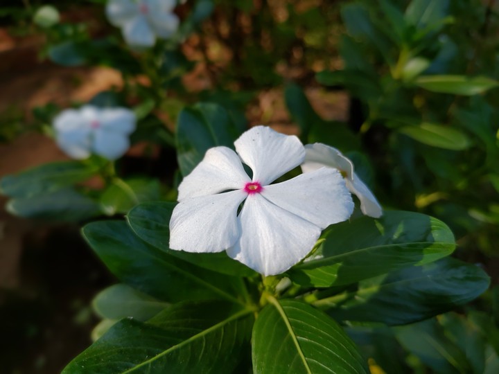 Flower!