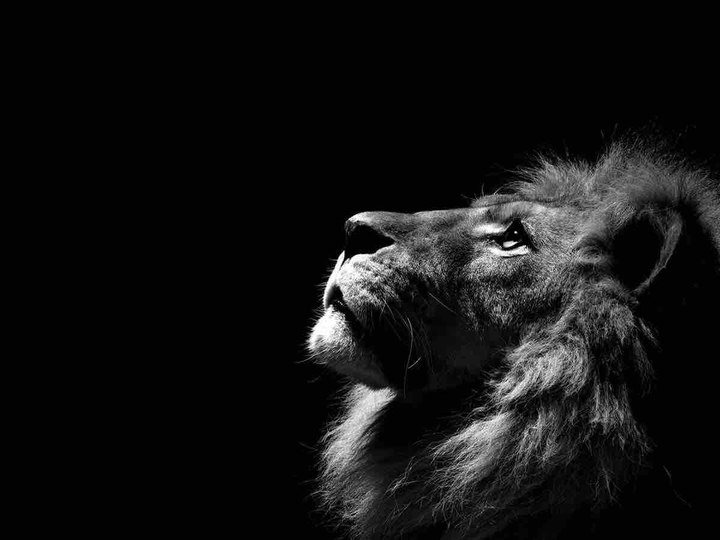 black lion