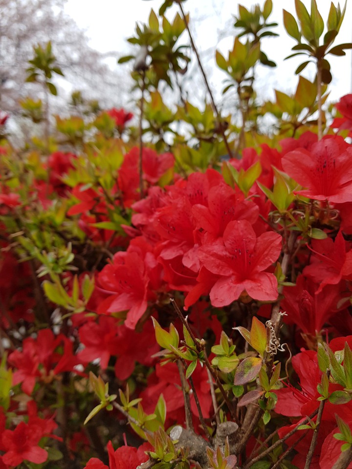 azalea