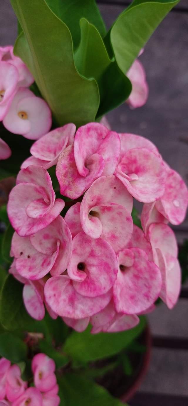 winter flower