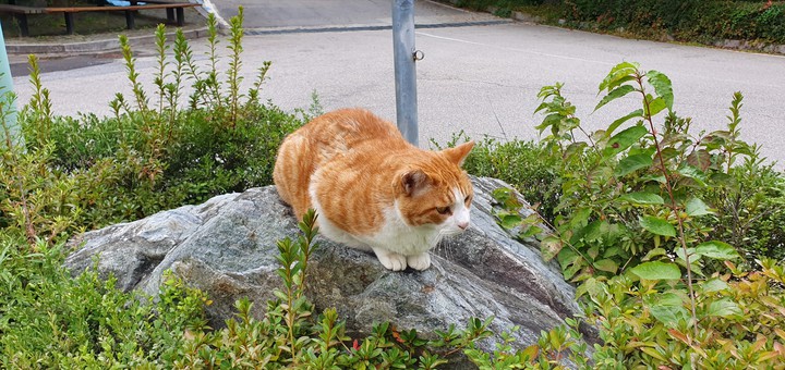 cat