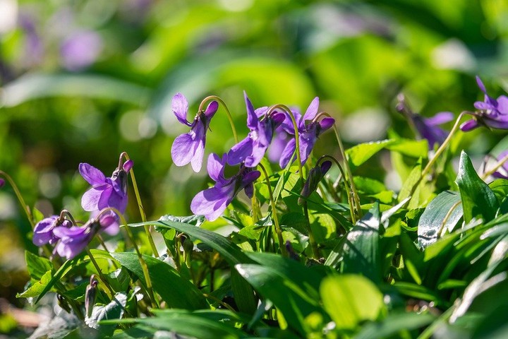 spring flowers