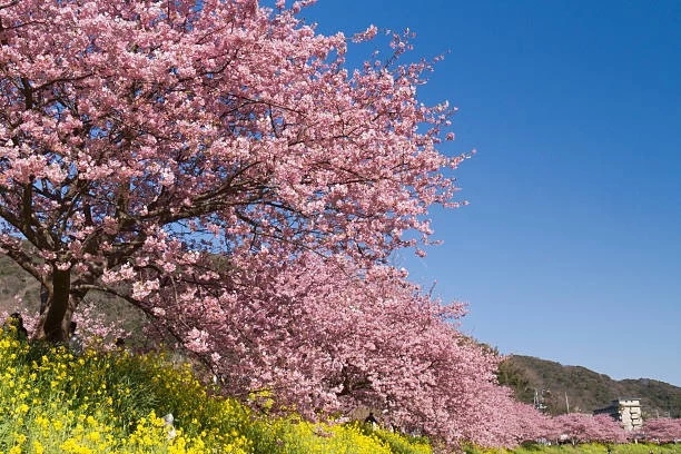 cherry and rapeseed on sunny day