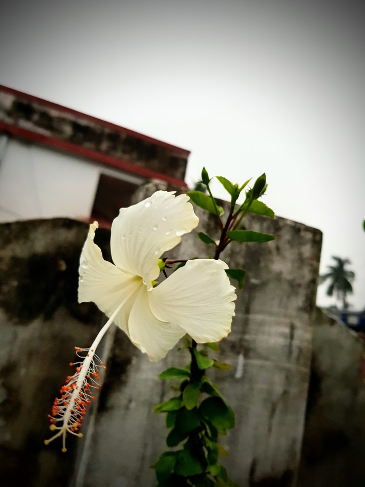 White Flower