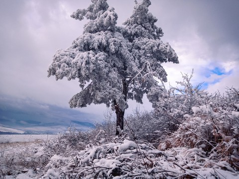 Tree of winter