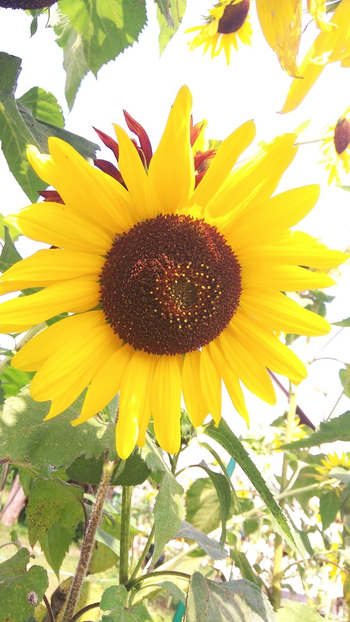 Sunflower