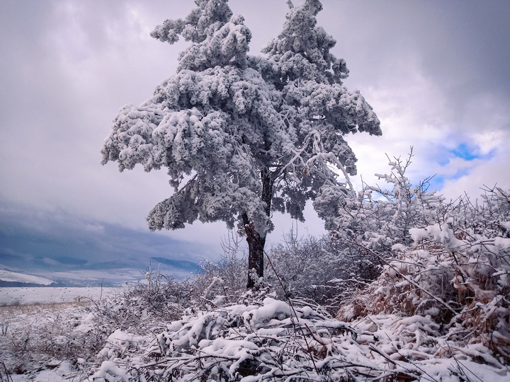 Tree of winter