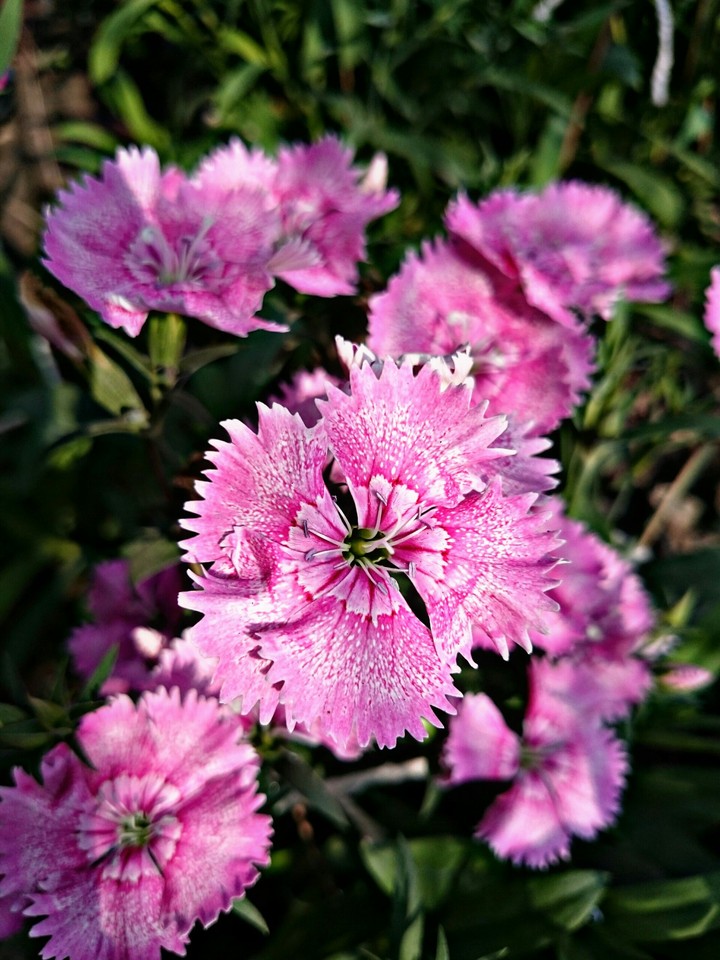 flowers pink