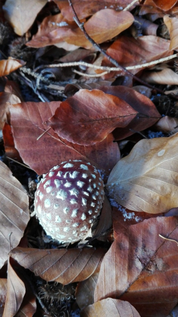 Toadstool