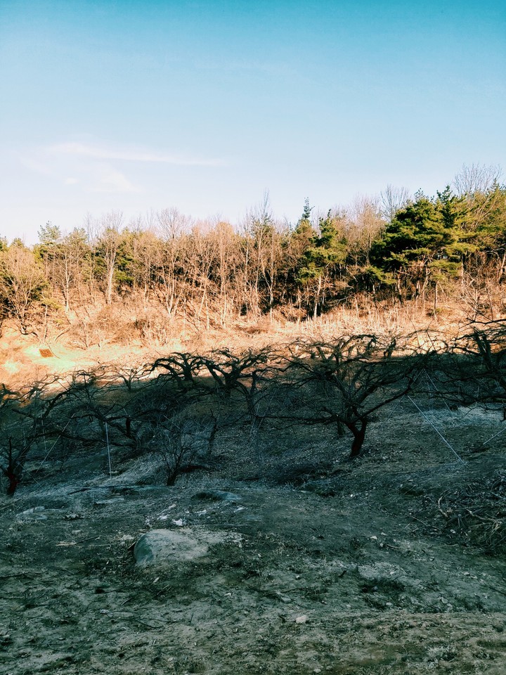 trees
