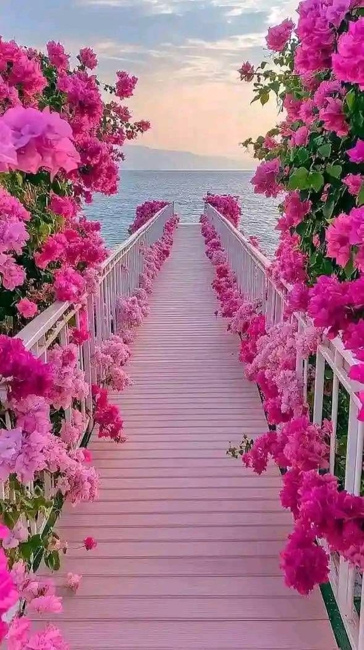 Pink Flowers