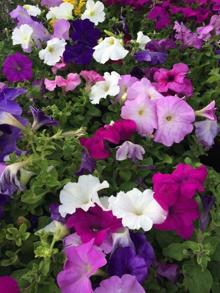 Colourful Petunias