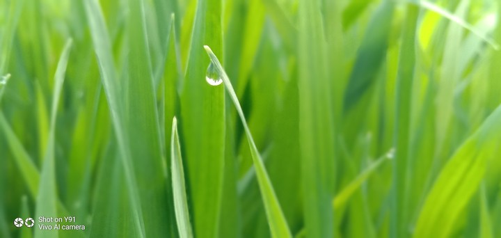Dew