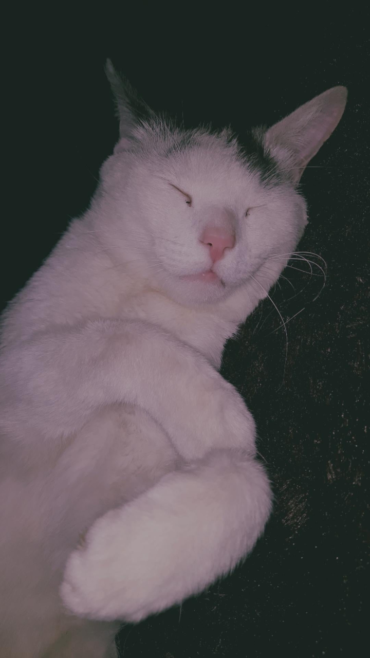 коты