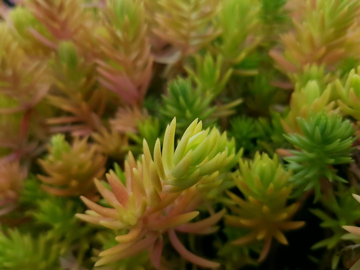 Some plant