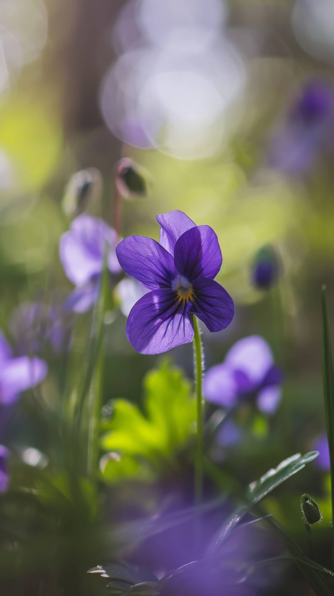 fondos de pantalla petal, wildflower