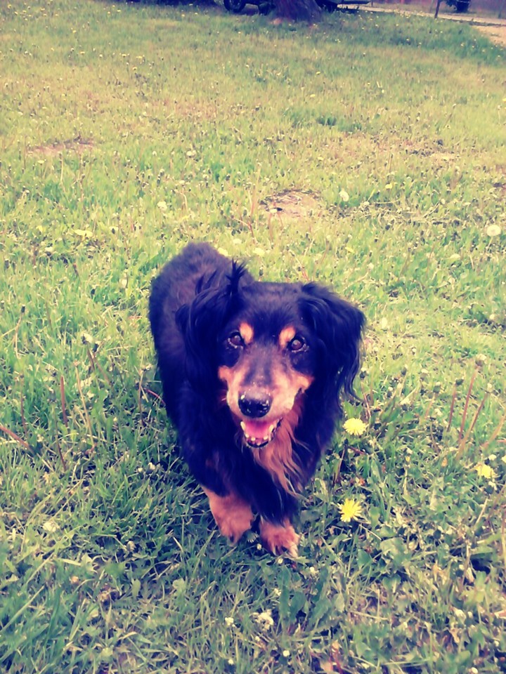 Dog smile.