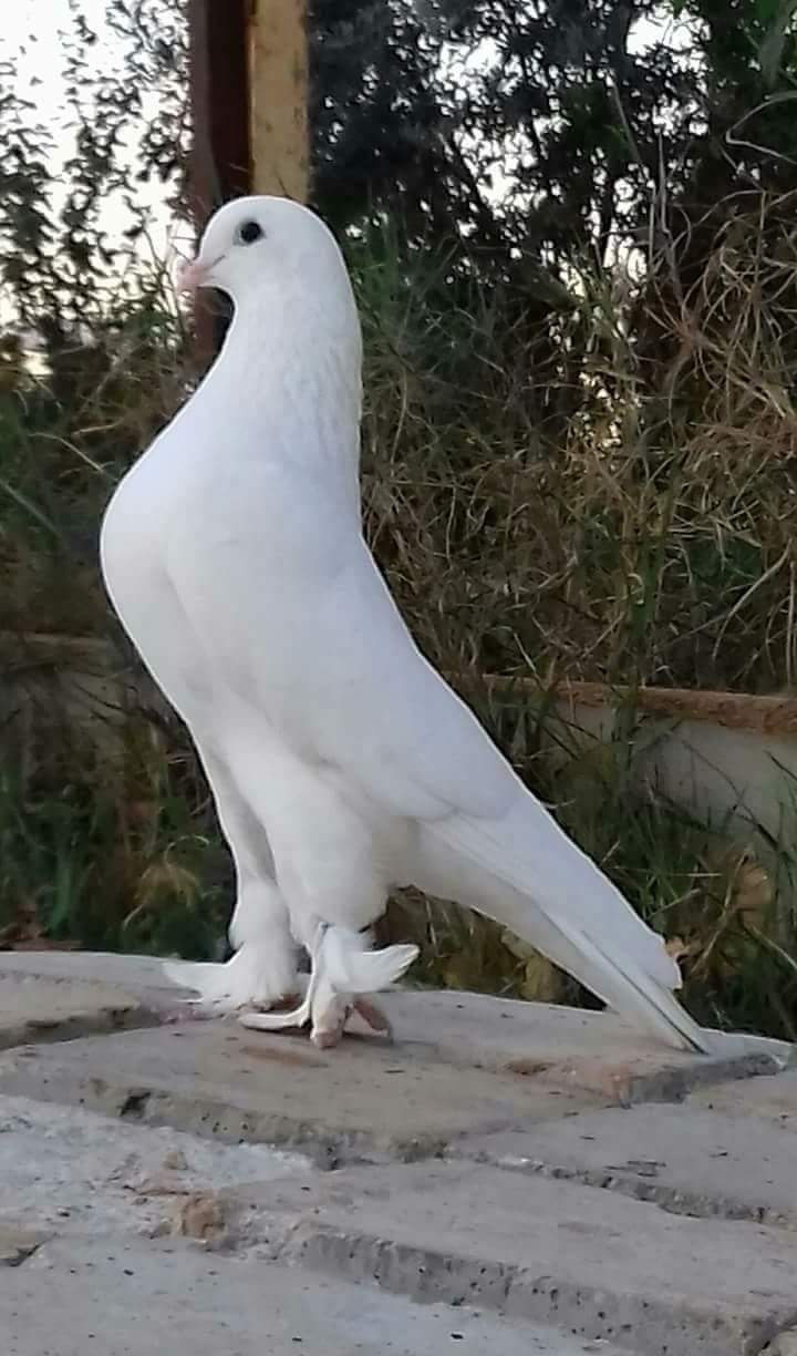 pigeons beautiful