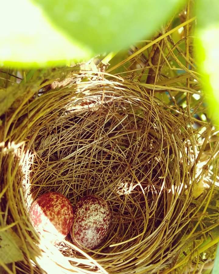 nest