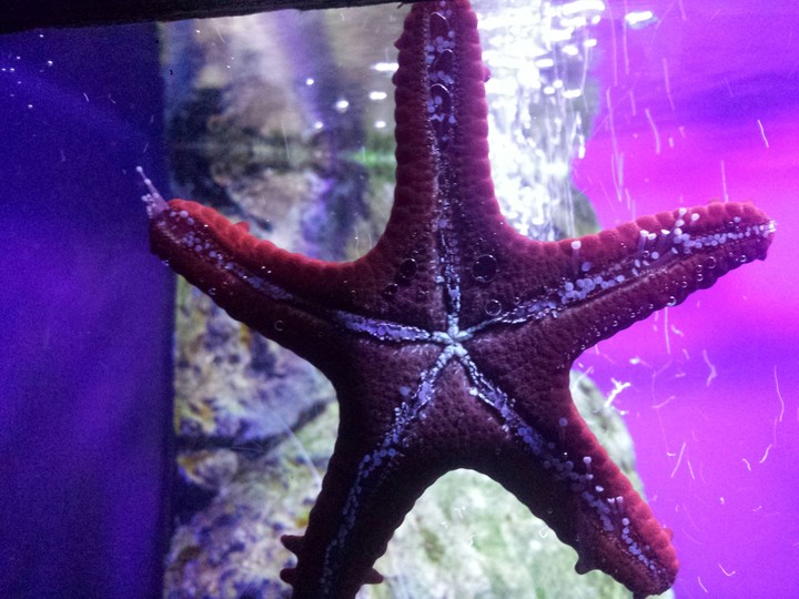 starfish