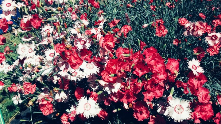 flowers