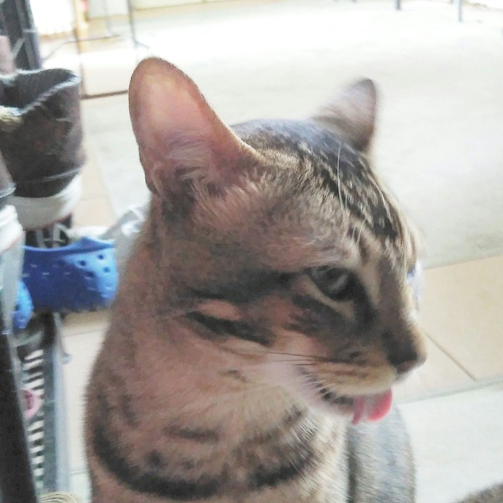 Cat Selfie