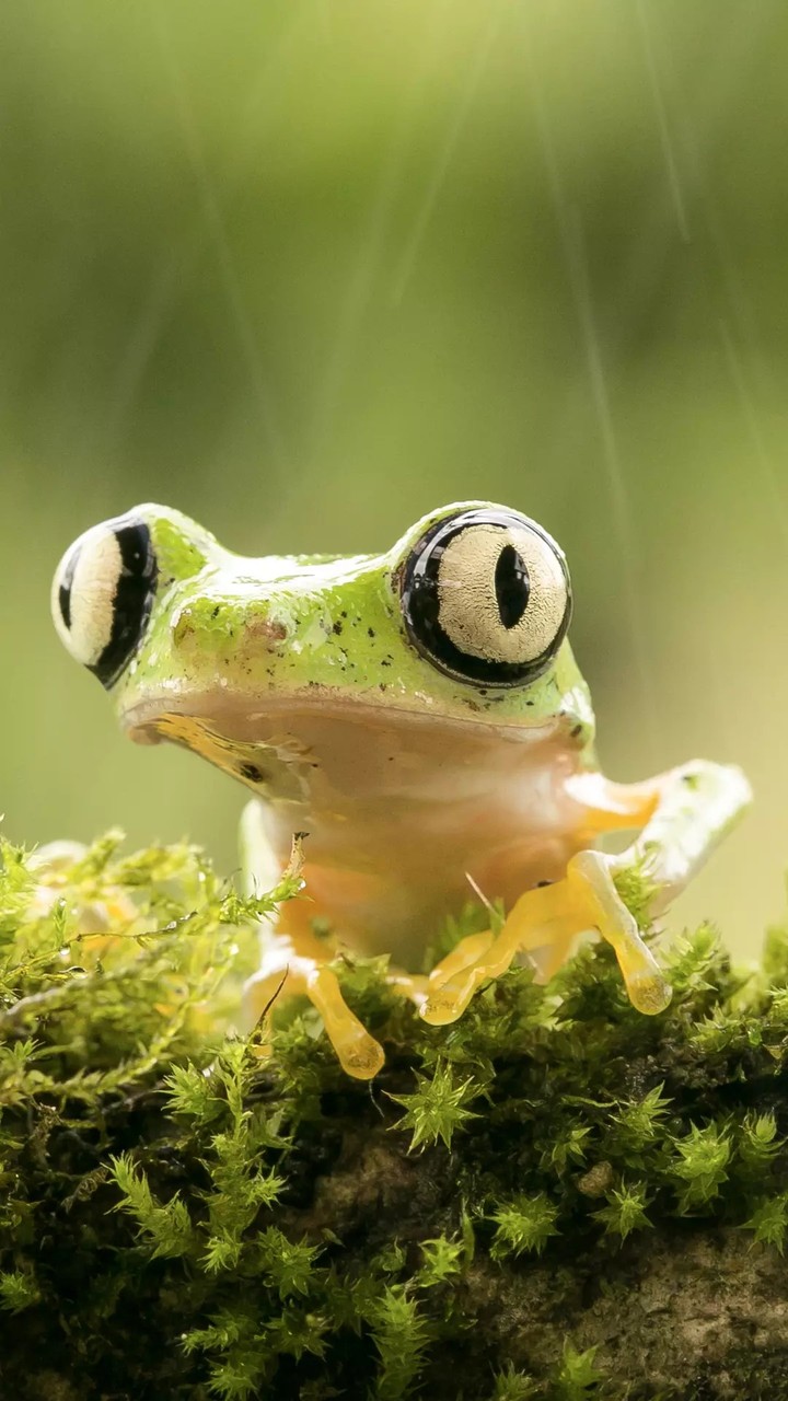 ➡️Frog  (Rainy)