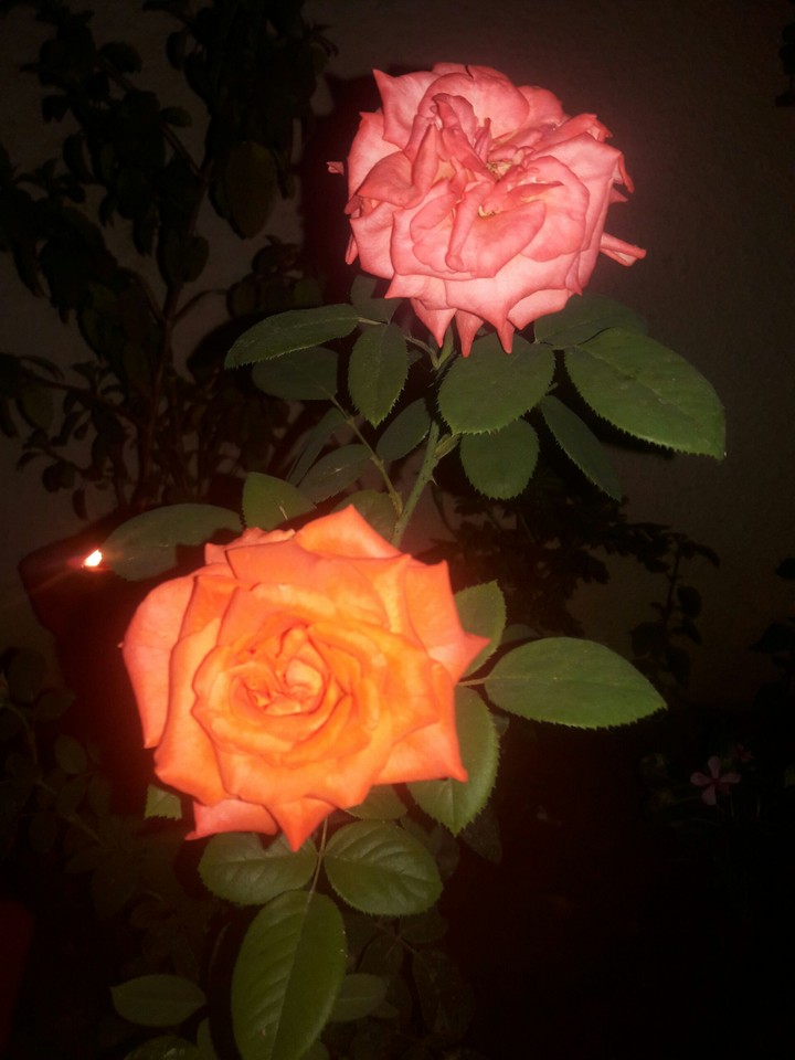 flower