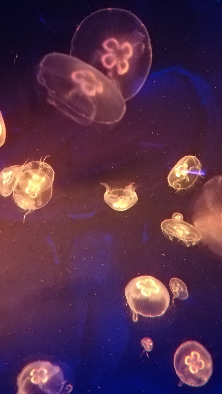 More jelly