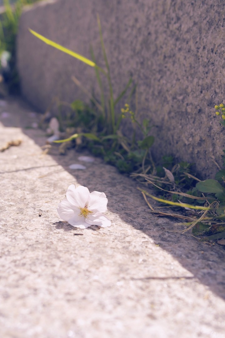 korea blossom