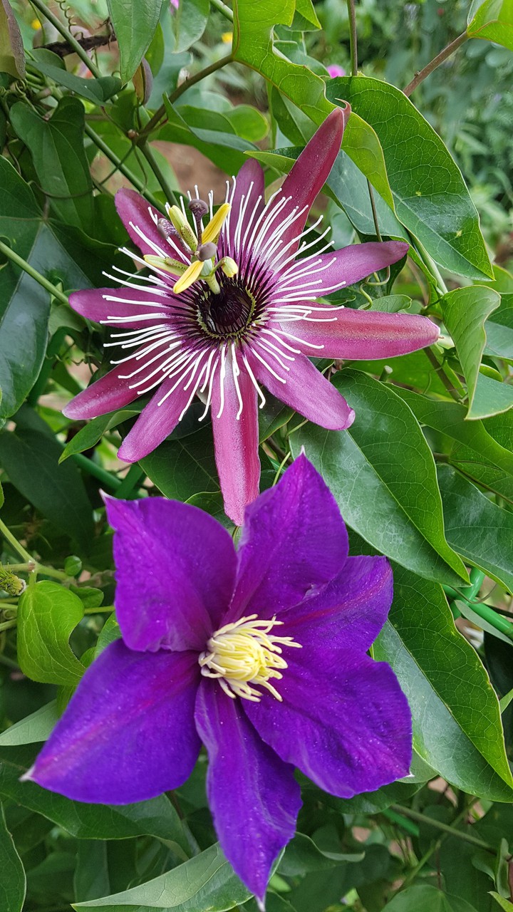 flower