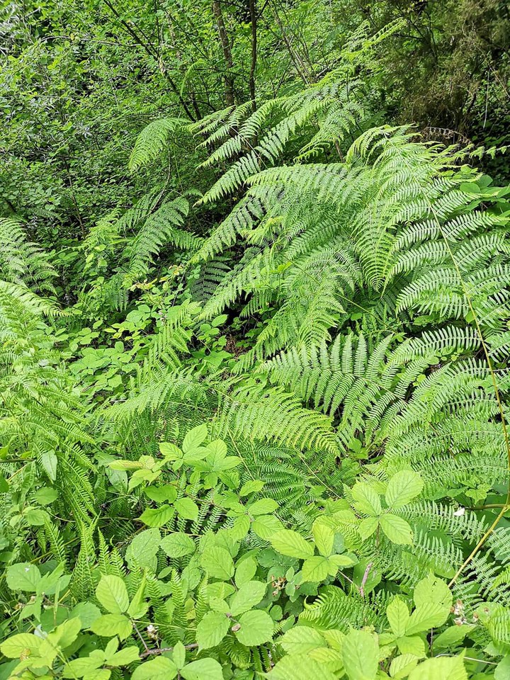 Jungle