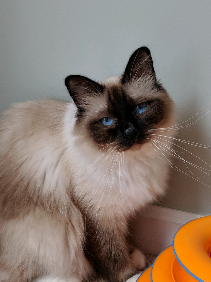 Cookies and Cats