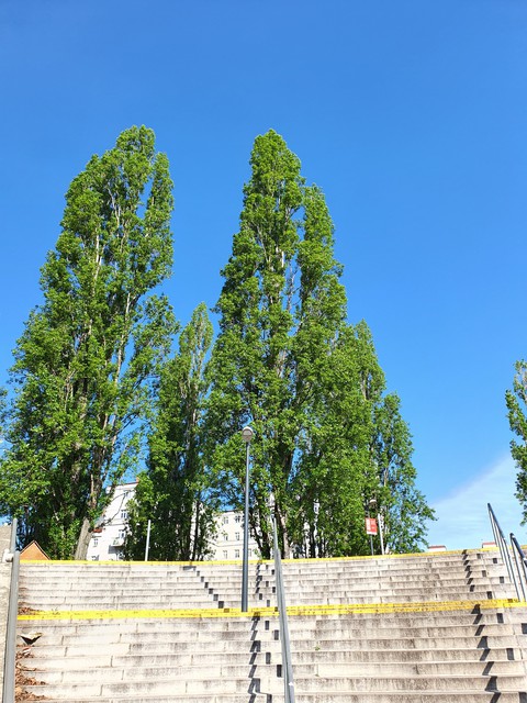 Baum Tree درخت
