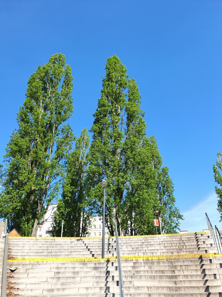 Baum Tree درخت